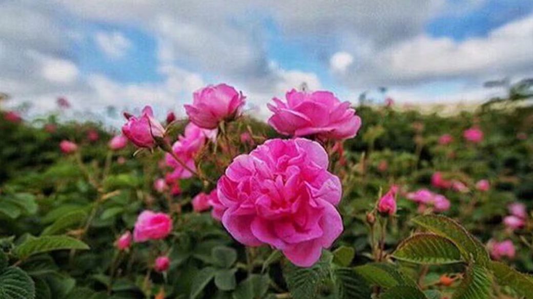 Taif Rose Festival kicks off